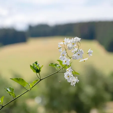 Deckerhof *